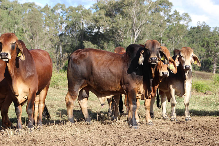 Braham Bull